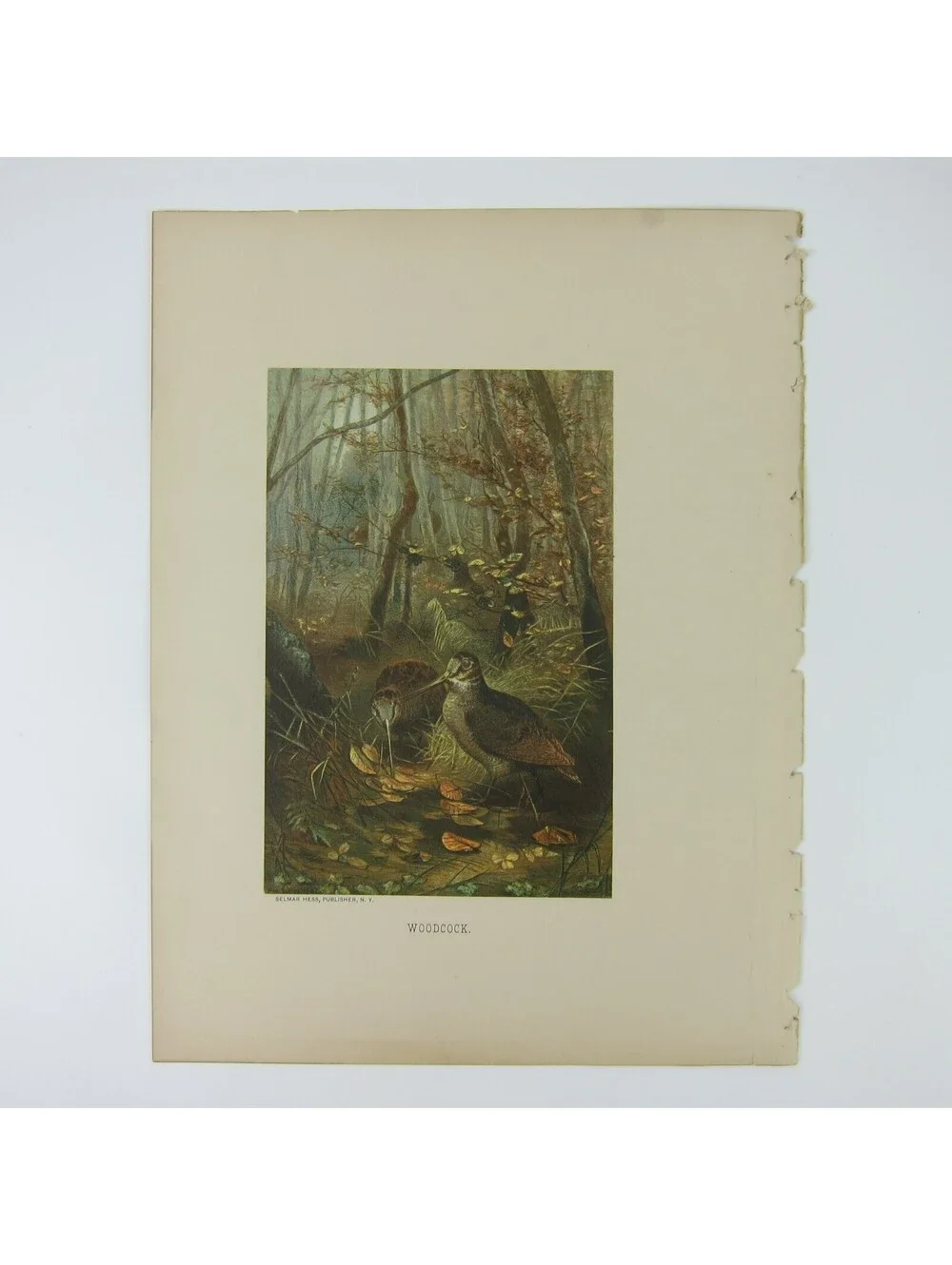 Antique 1898 Victorian Art Bird Print Lithograph Woodcock in Forest Louis Prang